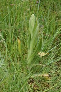 <i>Himantoglossum hircinum</i>
