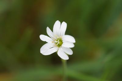 <i>Rabelera holostea</i>