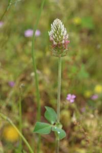 <i>Trifolium incarnatum var. molinerii</i>
