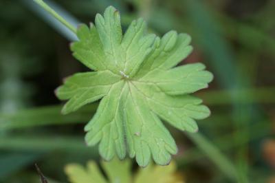 <i>Geranium molle</i>