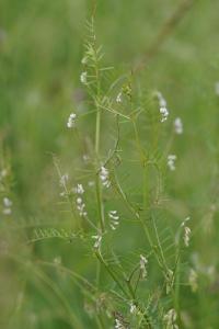 <i>Ervilia hirsuta</i>