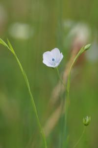 <i>Linum usitatissimum subsp. angustifolium</i>