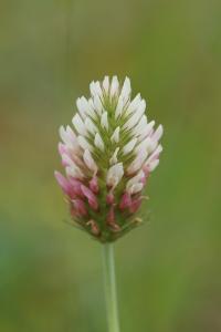 <i>Trifolium incarnatum var. molinerii</i>