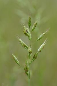 <i>Bromus hordeaceus</i>