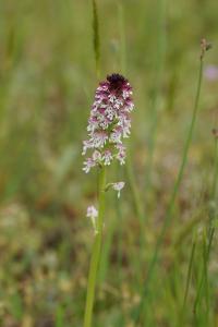 <i>Neotinea ustulata</i>