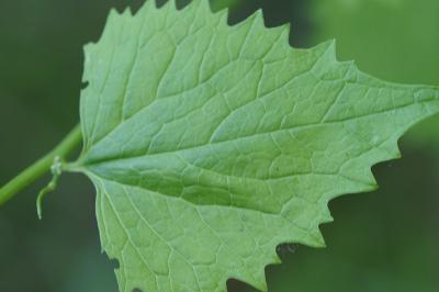 <i>Alliaria petiolata</i>