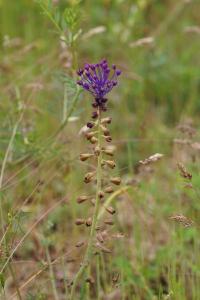 <i>Muscari comosum</i>