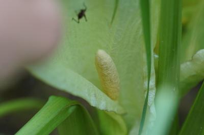 <i>Arum italicum</i>