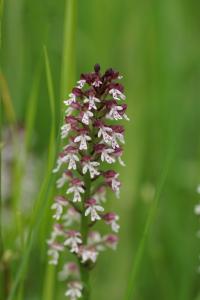<i>Neotinea ustulata</i>