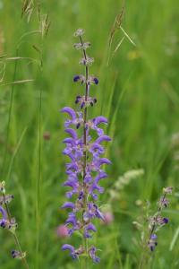<i>Salvia pratensis</i>