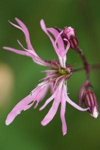 <i>Lychnis flos-cuculi</i>