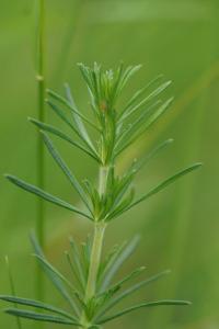 <i>Galium verum</i>