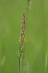<i>Holcus lanatus</i>