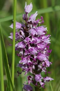 <i>Orchis simia</i>