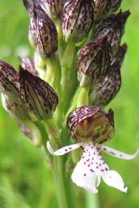 <i>Orchis purpurea</i>