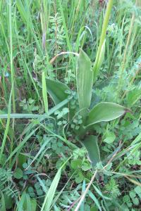 <i>Orchis purpurea</i>