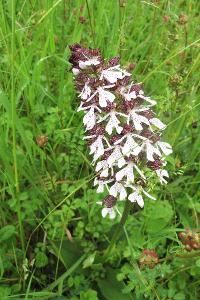 <i>Orchis purpurea</i>