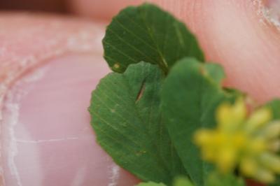 <i>Trifolium dubium</i>