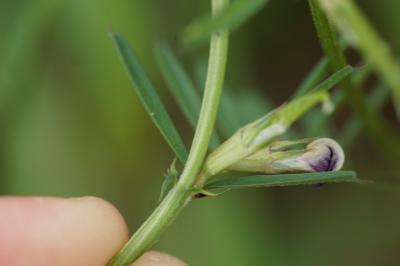 <i>Vicia angustifolia</i>