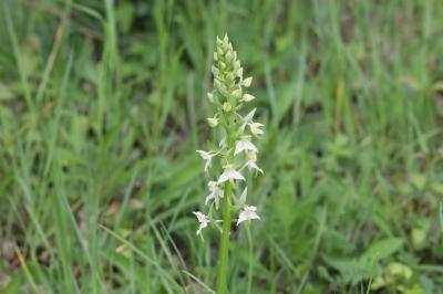 <i>Platanthera chlorantha</i>