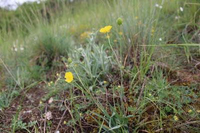 <i>Ranunculus gramineus</i>