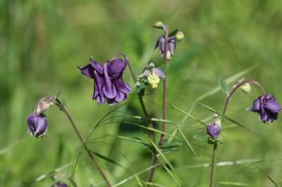<i>Aquilegia vulgaris</i>