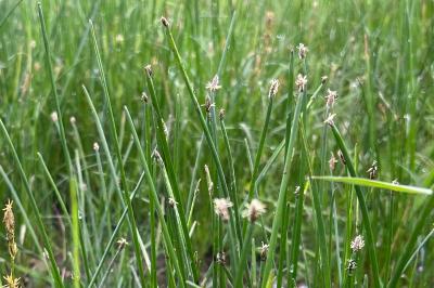 <i>Eleocharis palustris</i>