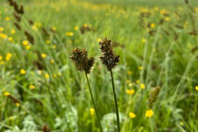 <i>Carex</i>