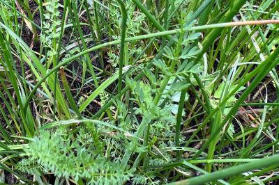 <i>Oenanthe fistulosa</i>
