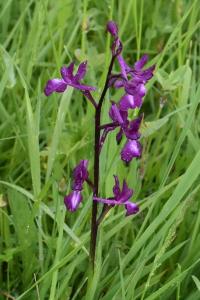<i>Anacamptis laxiflora</i>