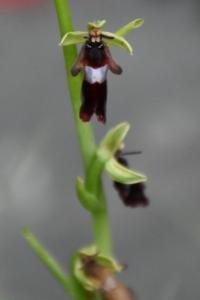 <i>Ophrys insectifera</i>