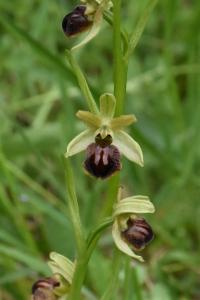 <i>Ophrys aranifera</i>