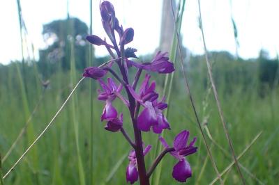 <i>Anacamptis laxiflora</i>