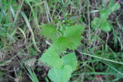 <i>Alliaria petiolata</i>