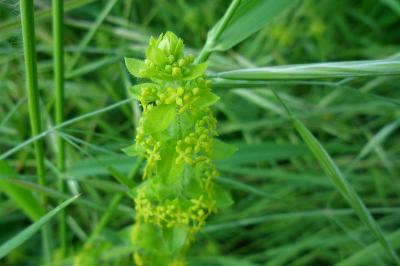 Cruciata laevipes