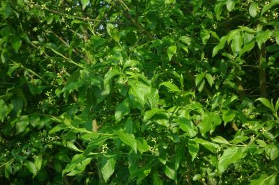 <i>Euonymus europaeus</i>