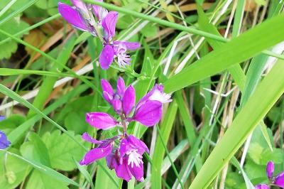 <i>Polygala vulgaris</i>