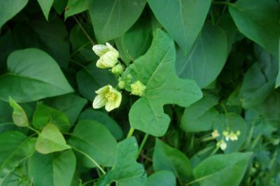<i>Bryonia dioica</i>