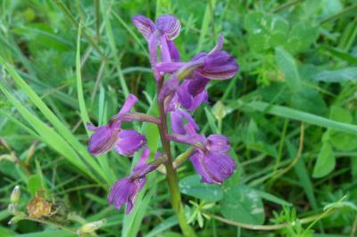 <i>Anacamptis morio</i>