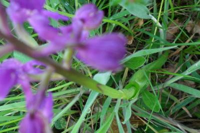 <i>Anacamptis morio</i>