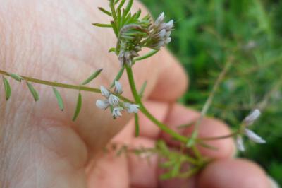 <i>Ervilia hirsuta</i>