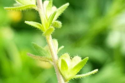 <i>Veronica arvensis</i>