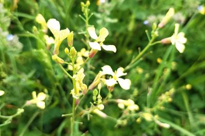 <i>Raphanus raphanistrum</i>