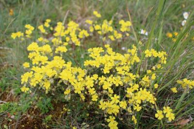 <i>Helianthemum oelandicum</i>