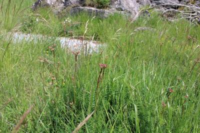 <i>Filipendula vulgaris</i>