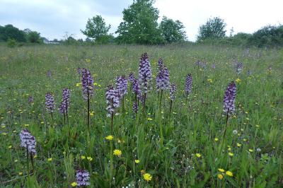 <i>Orchis purpurea</i>
