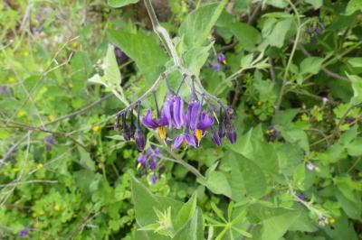 <i>Solanum dulcamara</i>