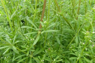 <i>Galium aparine</i>
