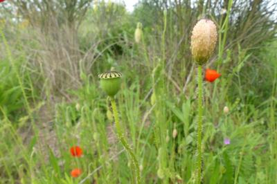 <i>Papaver rhoeas</i>