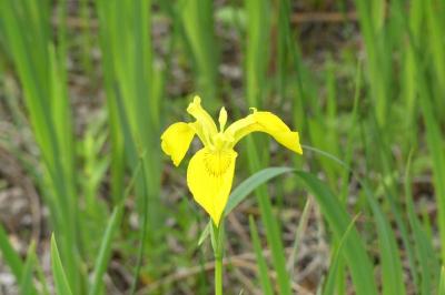 <i>Iris pseudacorus</i>